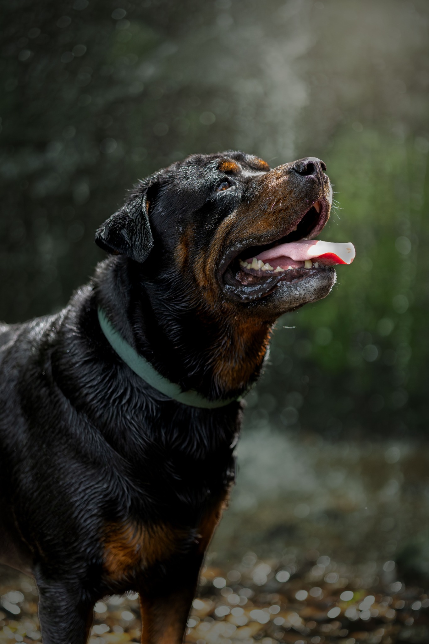 Rottweiler portrait in water
