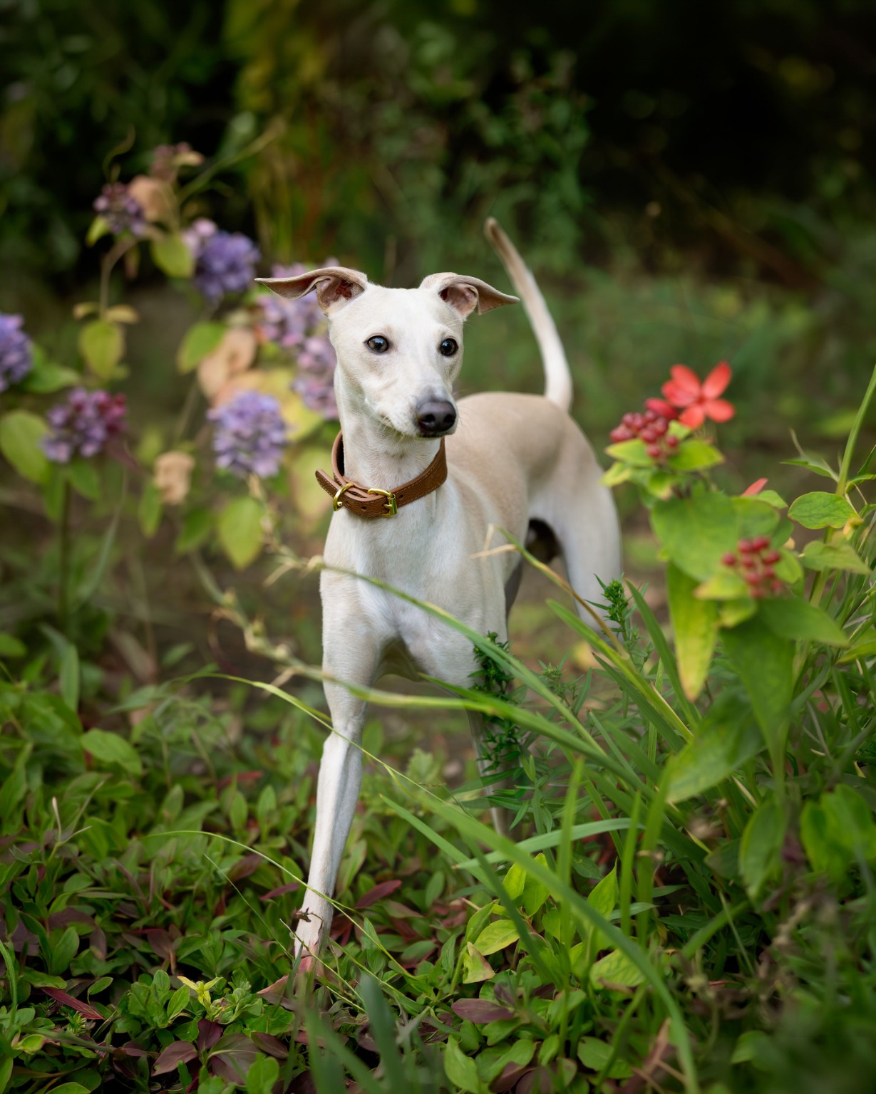 Sighthound in a lush garden