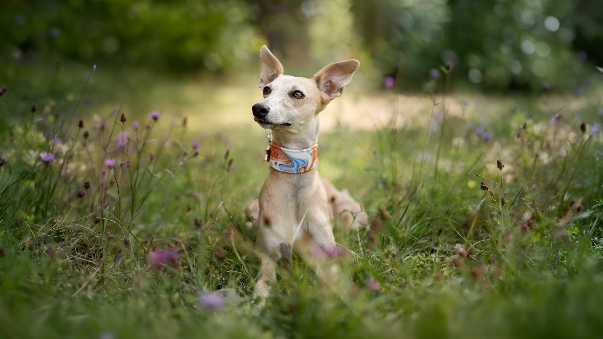 Light-coloured sighthound sitting in a meadow