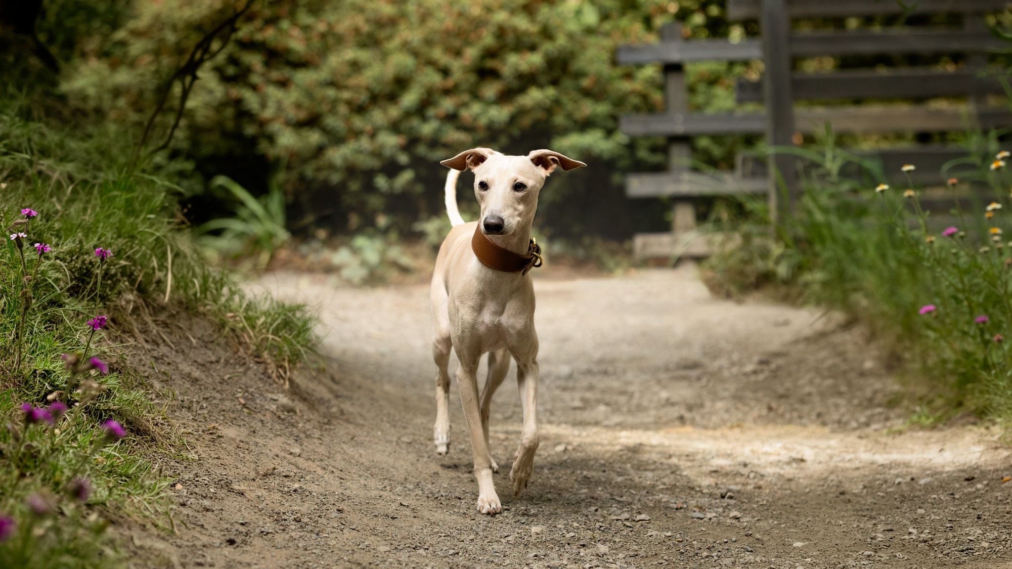 Light-coloured sighthound walking along a path