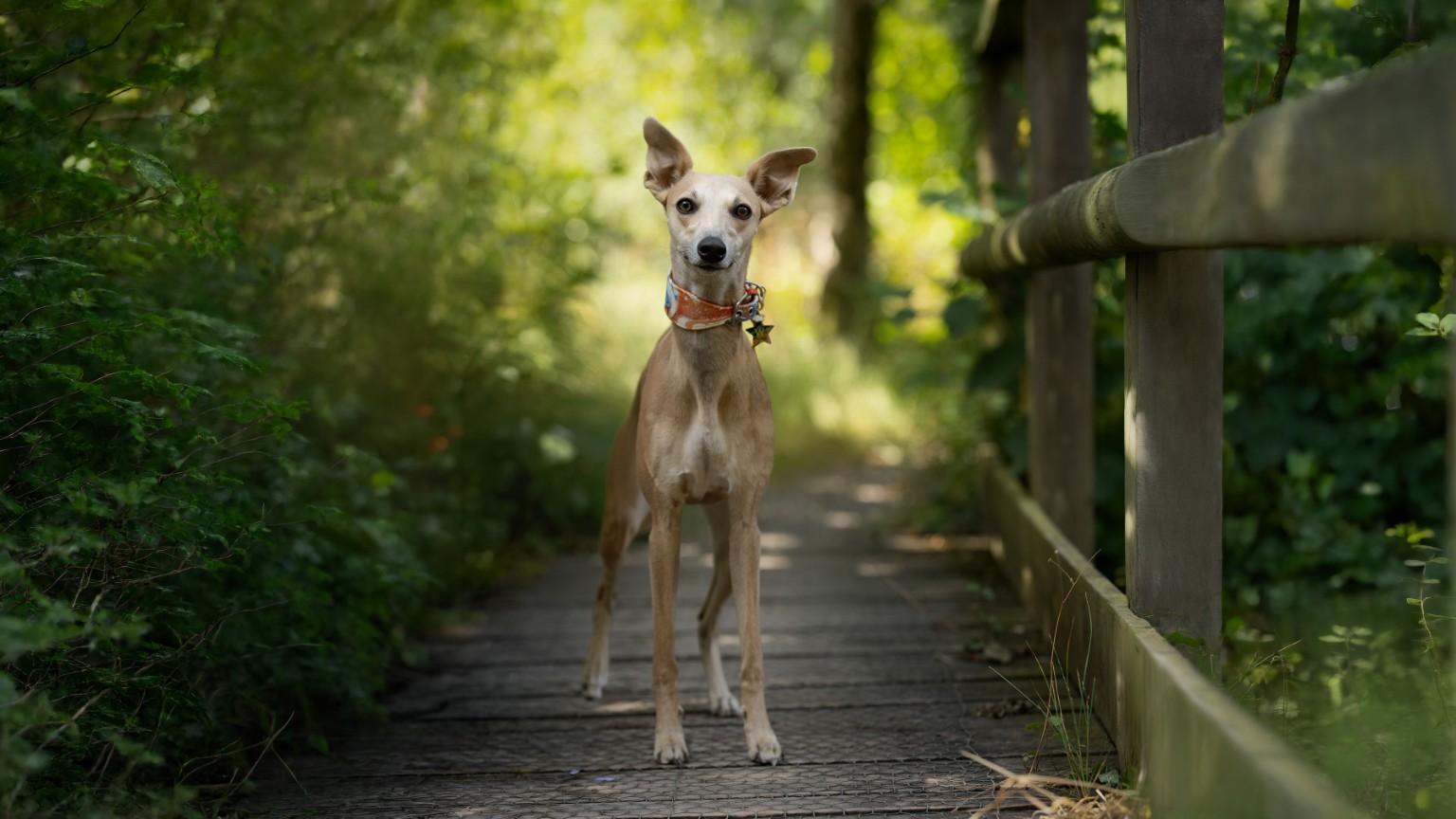 Sighthound standing on a woodland path